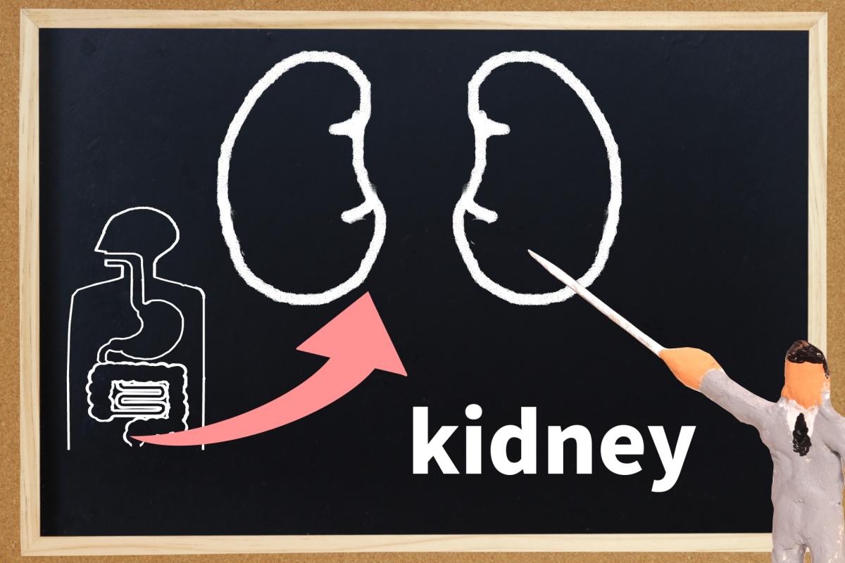 腎臓が体に果たす役割とは